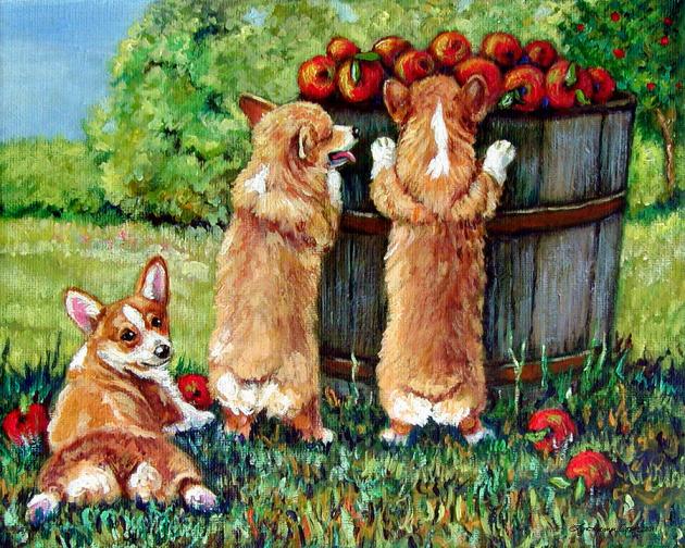 corgi-apple-harvest-pembroke-welsh-corgi-puppies-lyn-cook
